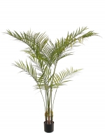 Arecapalm 165 cm, UV bestendig